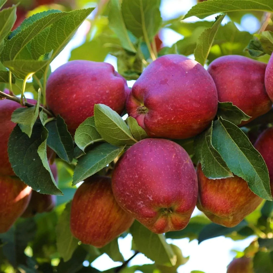 spray-free-fresh-organic-fruits-and-vegetables-delivery-brisbane-gold-coast