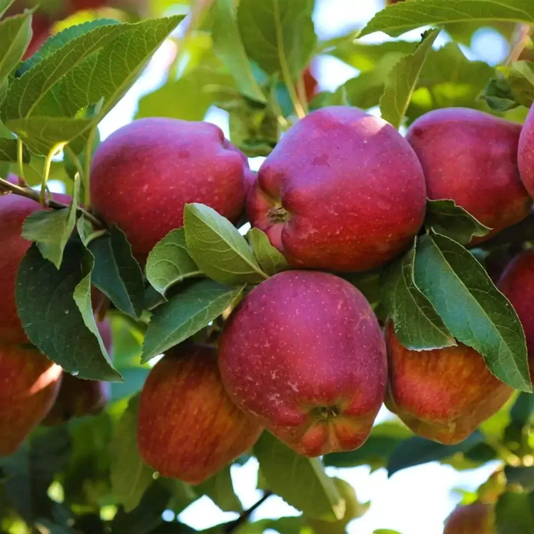 spray-free-fresh-organic-fruits-and-vegetables-delivery-brisbane-gold-coast