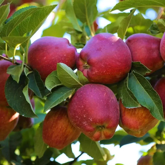 spray-free-fresh-organic-fruits-and-vegetables-delivery-brisbane-gold-coast