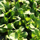 Organic Vegetables