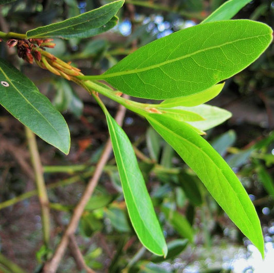 Bay leaf organic herb vegetables Brisbane, available from Joy Wholefoods.