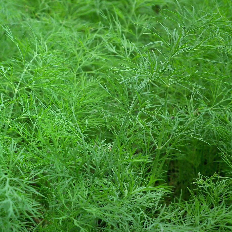 Dill herbs organic vegetables Brisbane, delivered fresh by Joy Wholefoods.