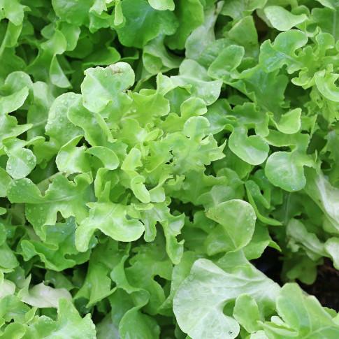 Green oak lettuce organic leafy salad Brisbane, from the Joy Wholefoods range.