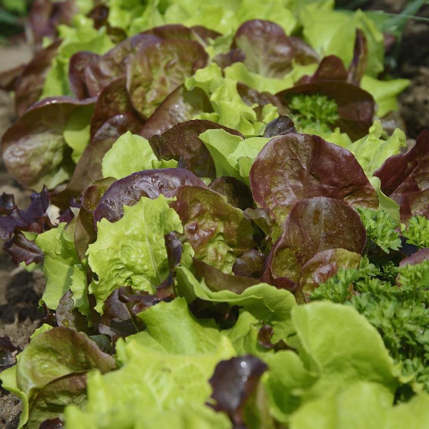 Lettuce mix with herbs organic Brisbane, available from Joy Wholefoods.