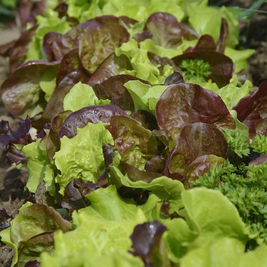 Lettuce mix with herbs organic Brisbane, available from Joy Wholefoods.