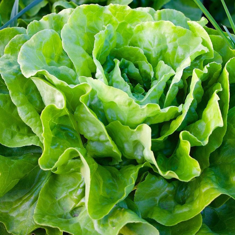 Organic lettue fancy vegetables salad Brisbane, part of the Joy Wholefoods organic range.