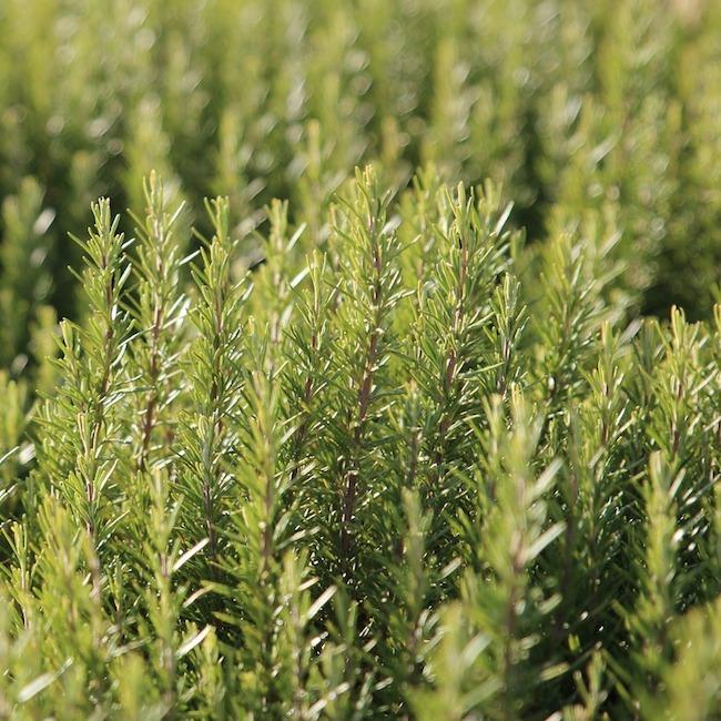 Rosemary organic herbs colds flus Brisbane, delivered fresh by Joy Wholefoods.