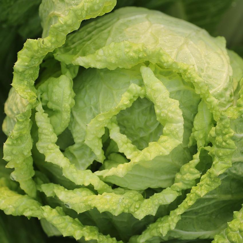 Wombok chinese cabbage organic fruits vegetables Brisbane, stocked at Joy Wholefoods, organic and spray free.