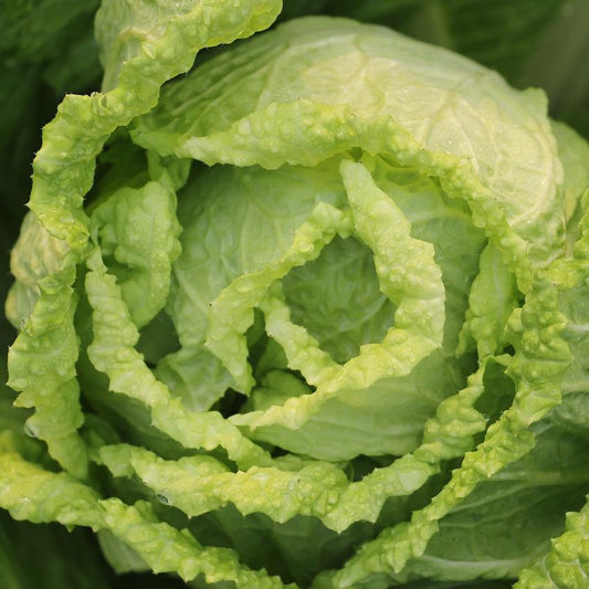 Wombok chinese cabbage organic fruits vegetables Brisbane, stocked at Joy Wholefoods, organic and spray free.